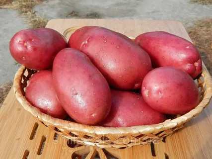 سیب زمینی قرمز پوست نازک